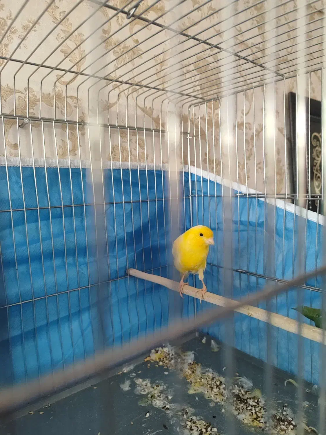 دوتا قناری نر مست|پرنده|شیراز, مسلم|دیوار