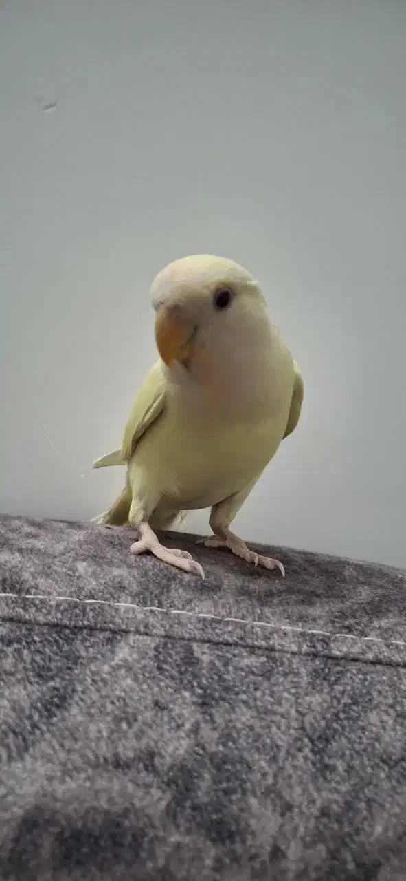 گمشده|حیوانات|قم, شاه ابراهیم|دیوار