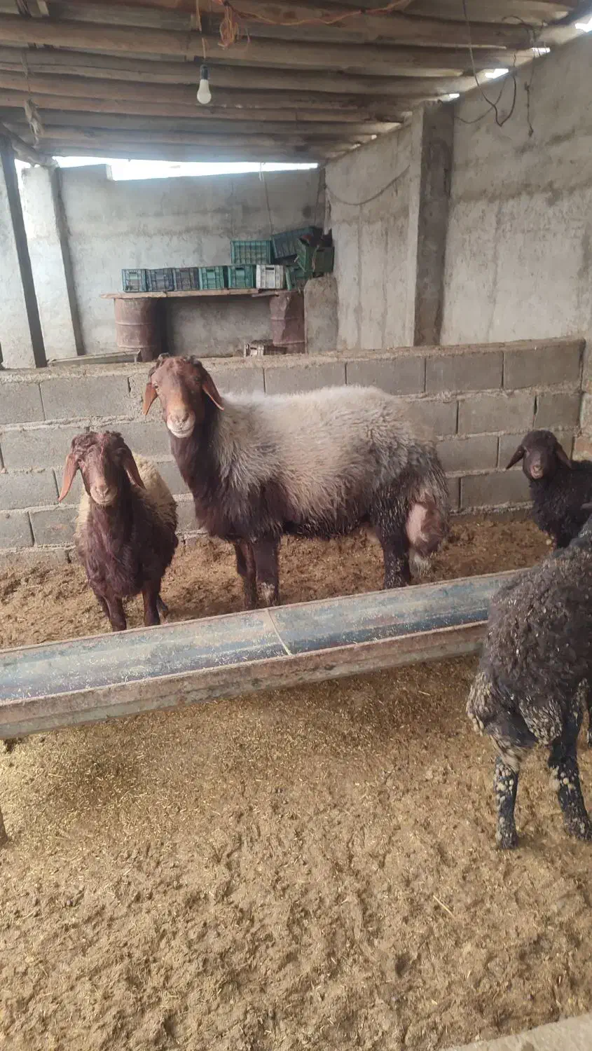 قوچ افشاری|حیوانات مزرعه|تاتار علیا, |دیوار