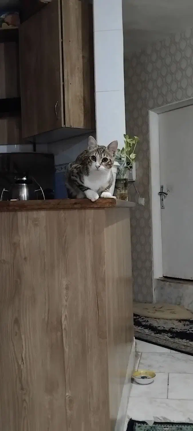 گربه Dsh|گربه|محمدیه-قزوین, |دیوار