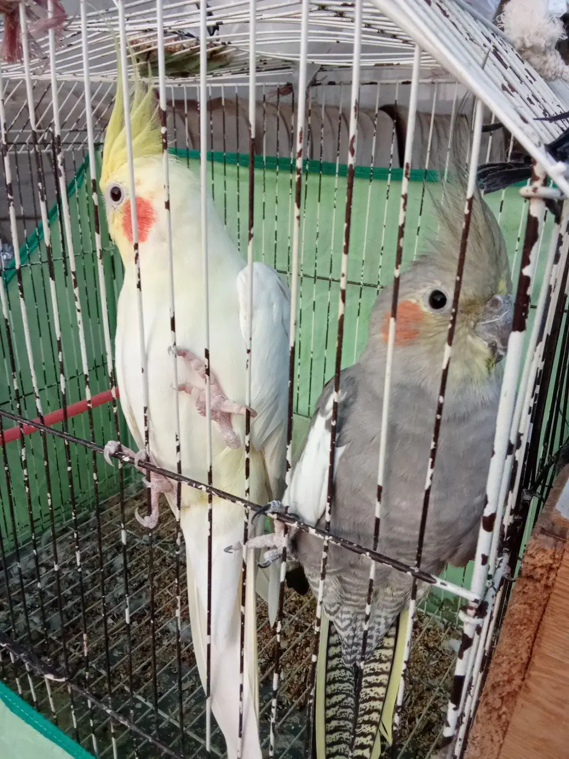 طوطی عروس لوتینو سالم|پرنده|رشت, حومه رشت|دیوار