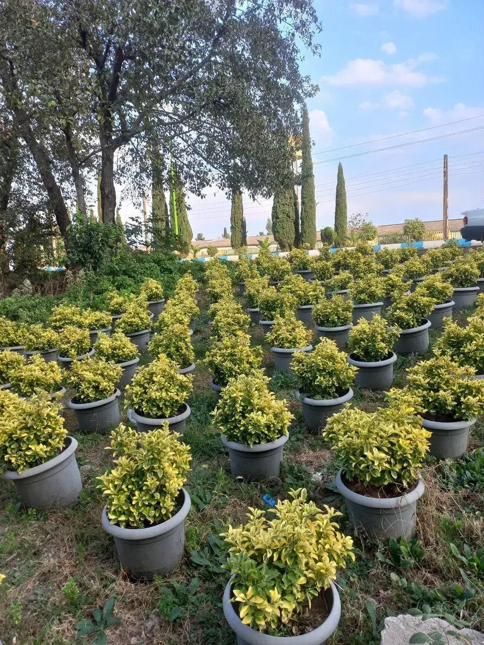 لاوسون  یاس هلندی شمشاد طلایی|خدمات باغبانی و درختکاری|چابکسر, |دیوار