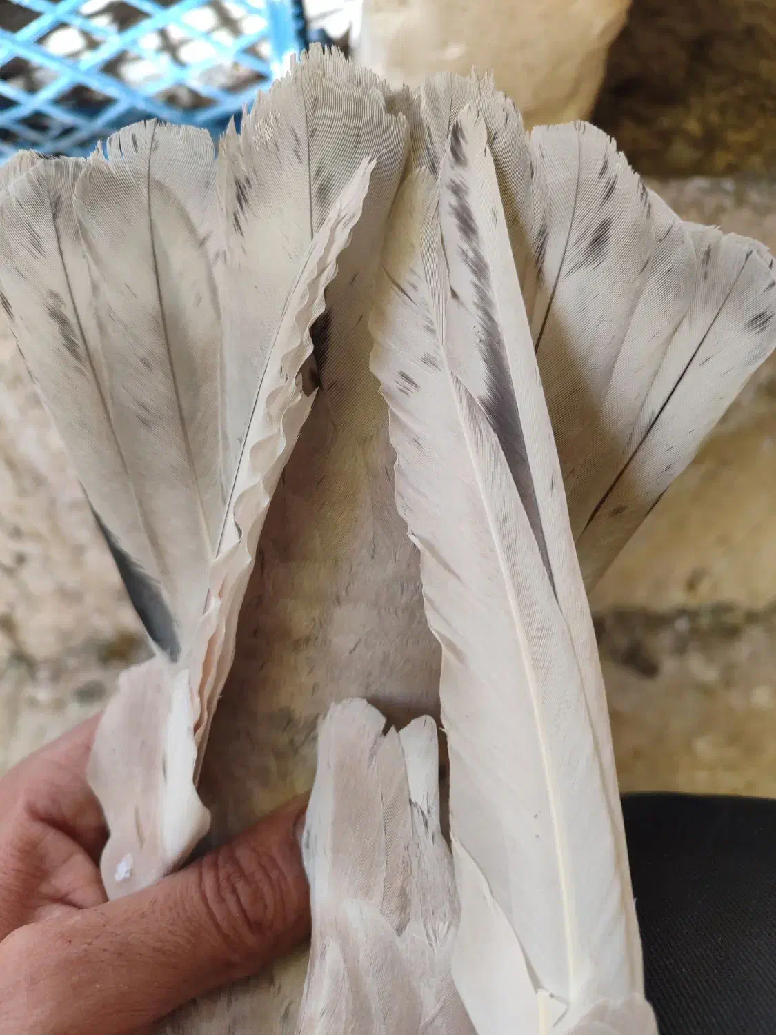 زرد نر گمشده|حیوانات|قم, ولیعصر|دیوار