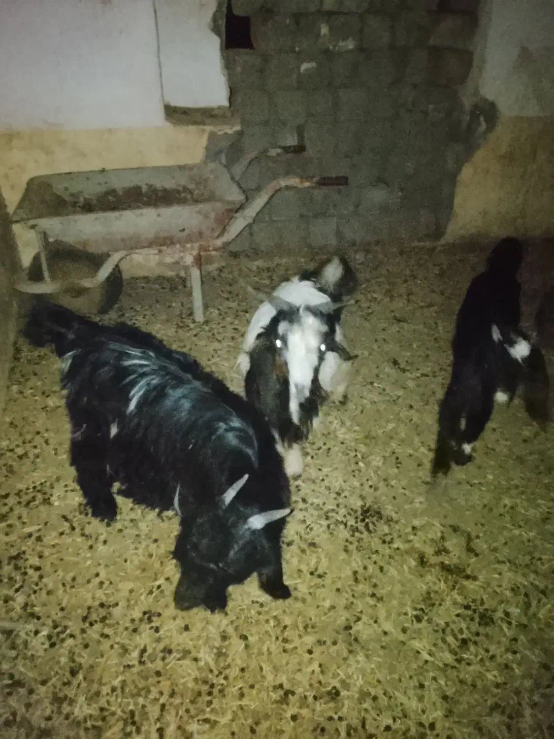 فروش چند راس کهره|حیوانات مزرعه|بندر گناوه, |دیوار