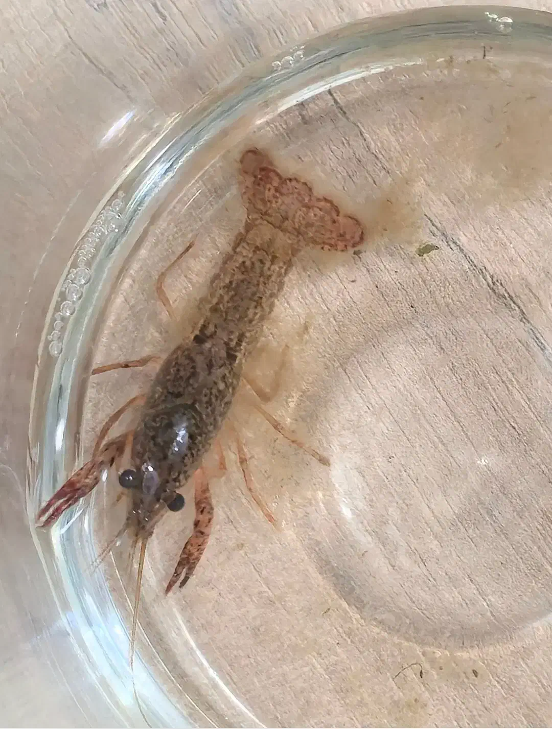 لابستر آب شیرین|ماهی|رشت, استادسرا|دیوار