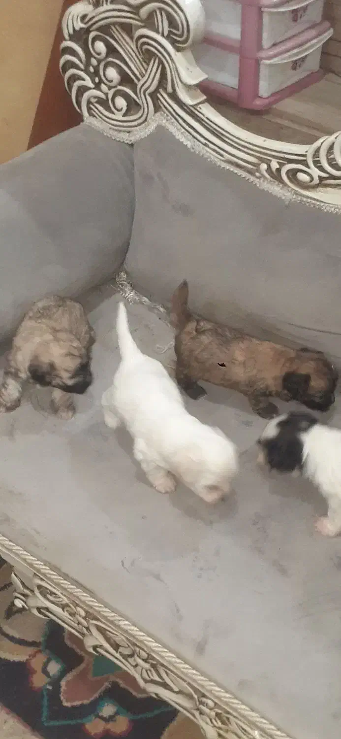 نژاد شیتزو ،، تریر|سگ|دزفول, |دیوار