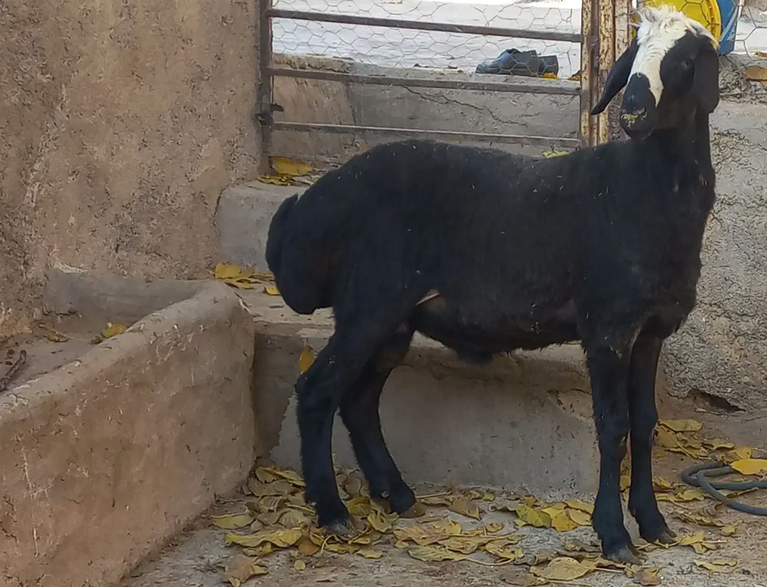 برهقوچ شالی|حیوانات مزرعه|آبگرم, |دیوار