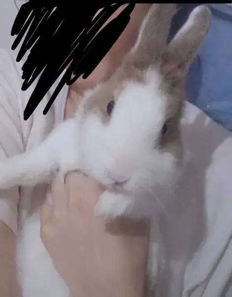 خرگوش لوپ هتروکرومیا اصل هلندی|موش و خرگوش|قزوین, |دیوار