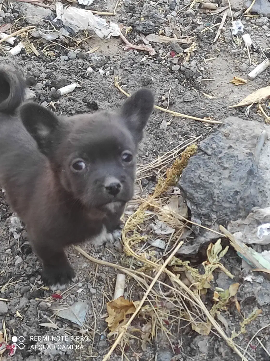 توله سرابی|سگ|آذرشهر, |دیوار