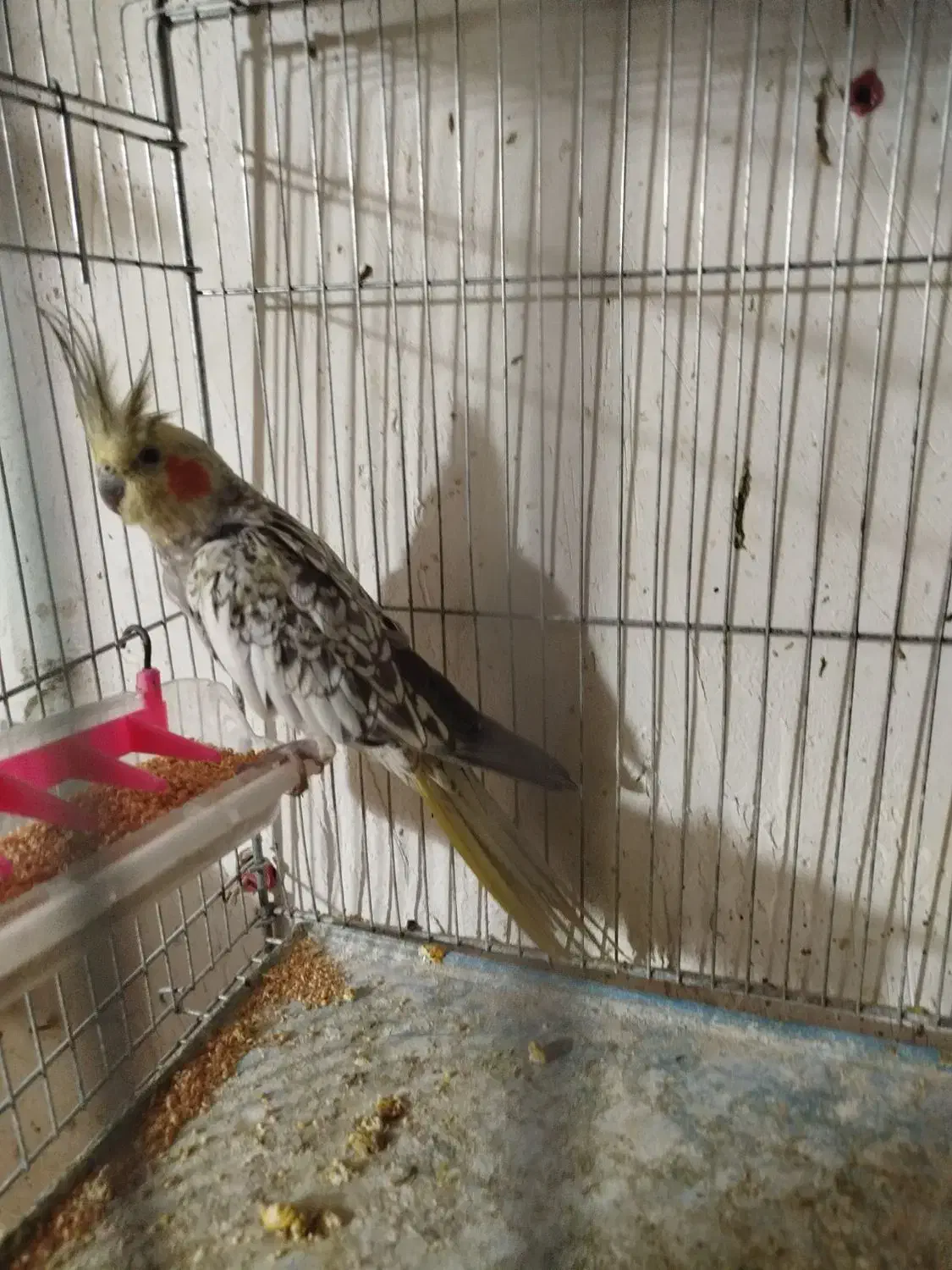 یک عدد عروس هلندی نرآماده آماده|پرنده|نقده, |دیوار