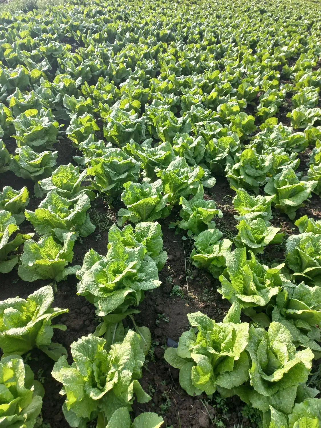 کاهو تمیز پیچی|خوردنی و آشامیدنی|جویبار, |دیوار