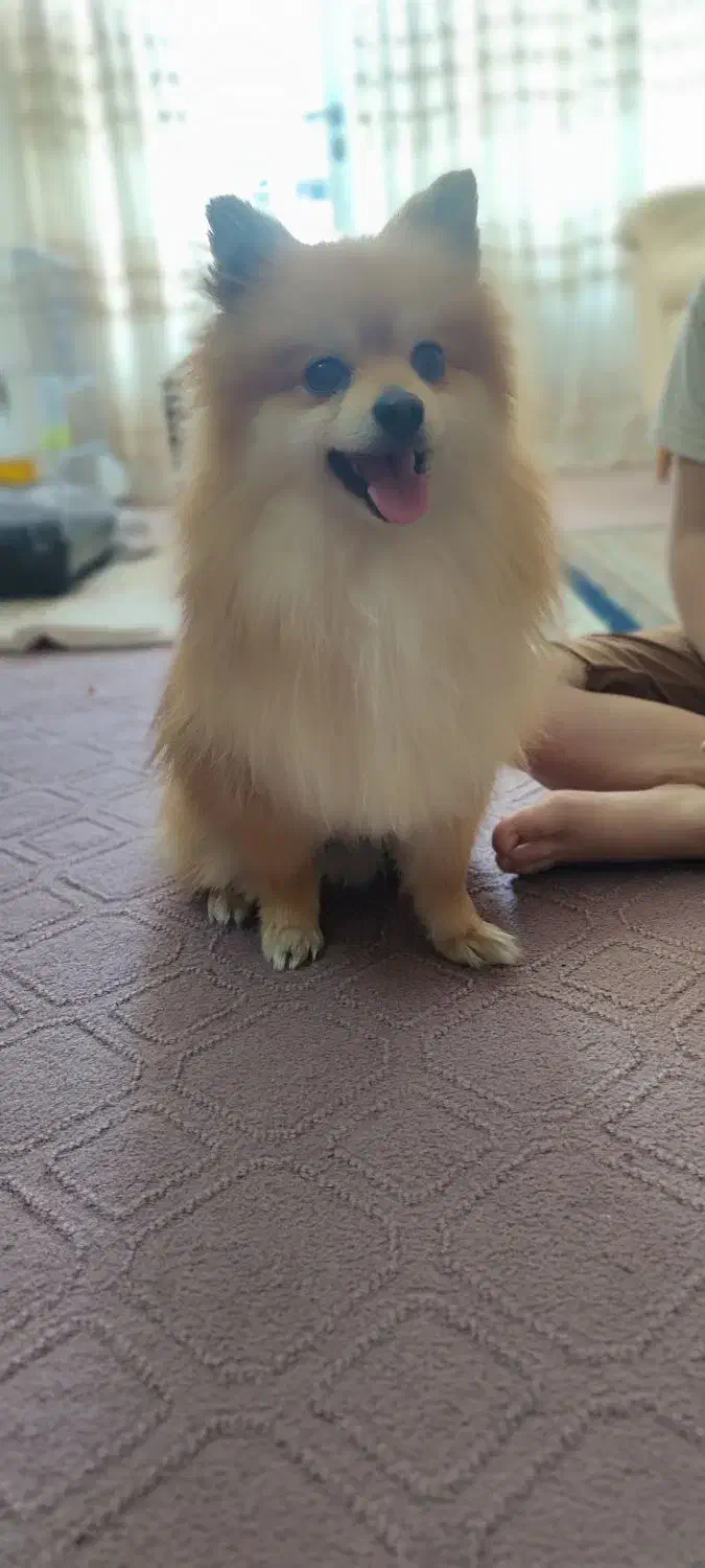 سگ پامر|سگ|مبارکه, |دیوار