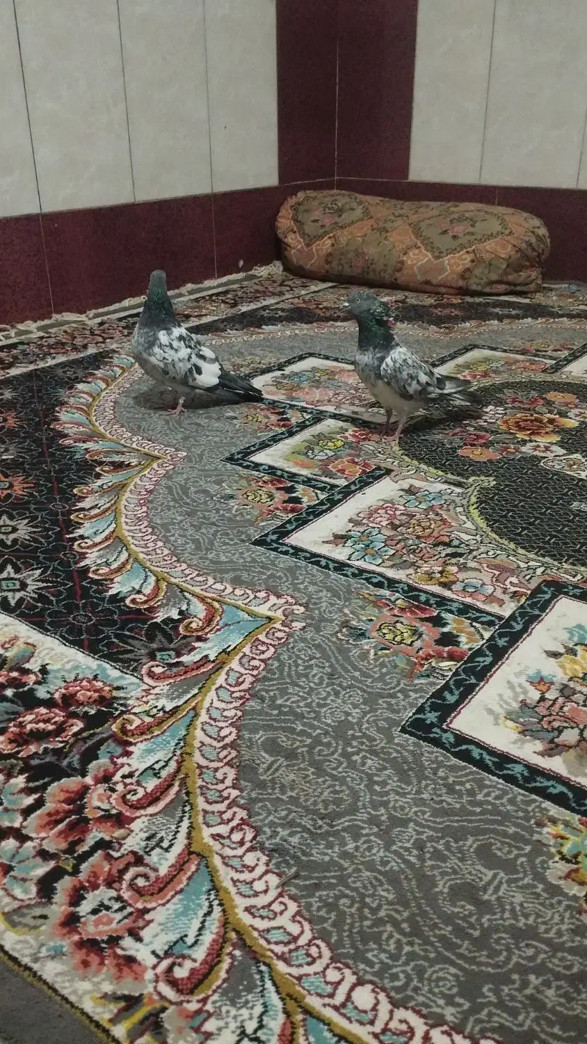 کبوتر کله ای پاکستانی|پرنده|خاش, |دیوار