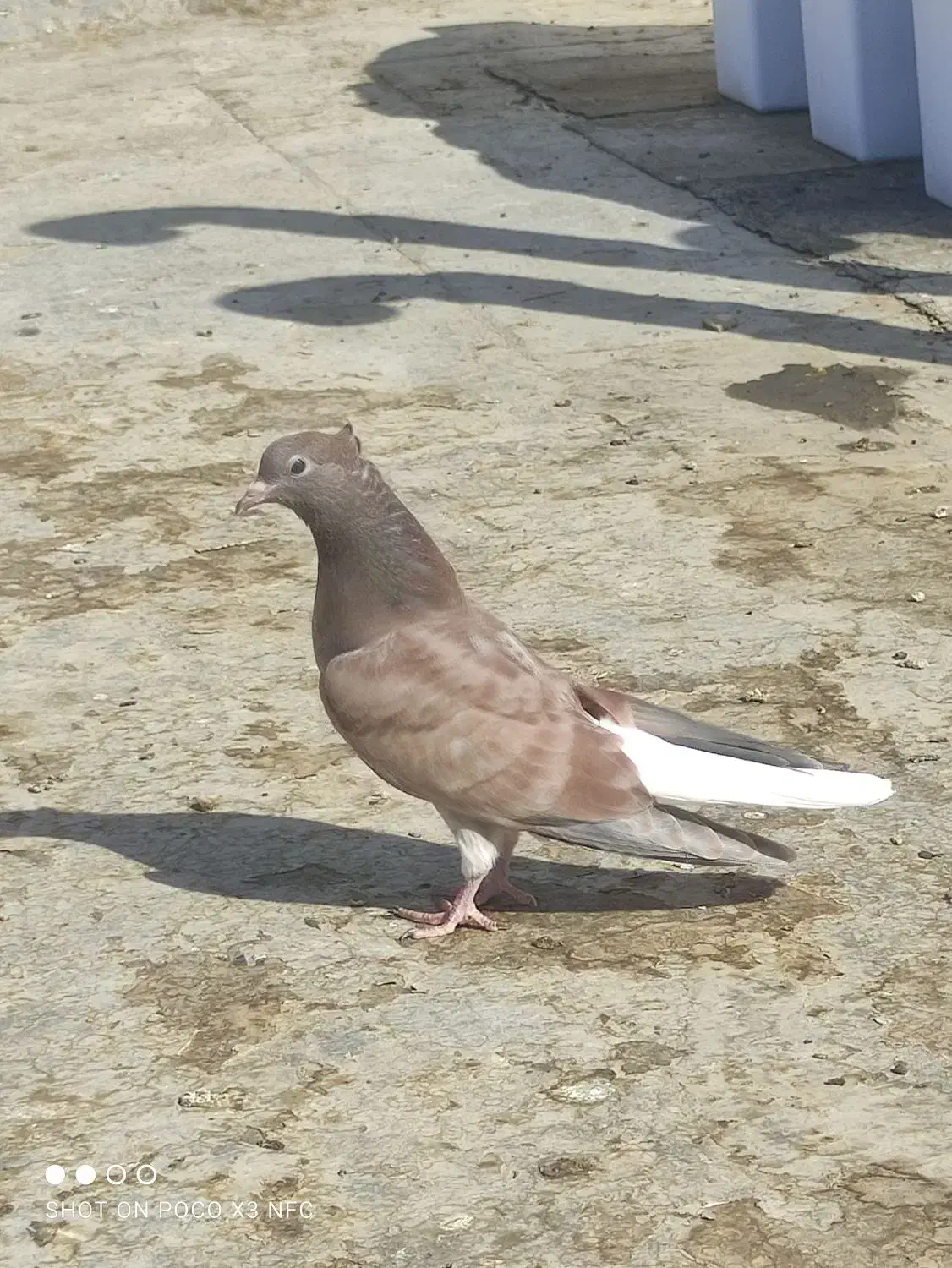 دم سفید اشعل نر|پرنده|امیدیه, |دیوار