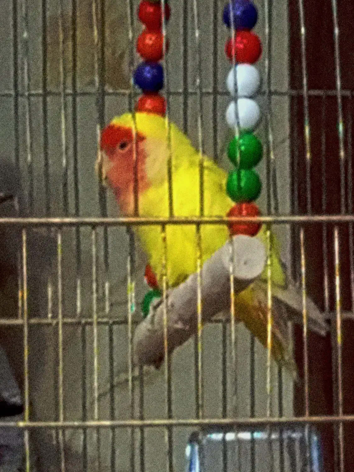 طوطی کوتوله|پرنده|زرند, |دیوار