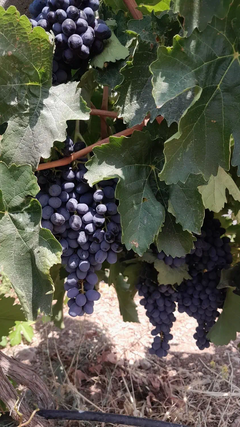 نهال انگور ترکمن ۴ ( گلدانی )|گل و گیاه طبیعی|لردگان, |دیوار