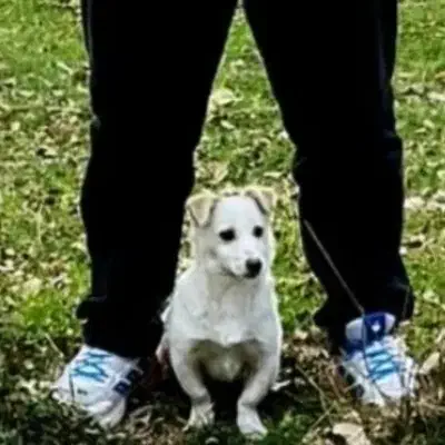 سگ پاکوتا نژاد فیندو نر همراه با باکس فی ۳ تومن|سگ|اردبیل, |دیوار