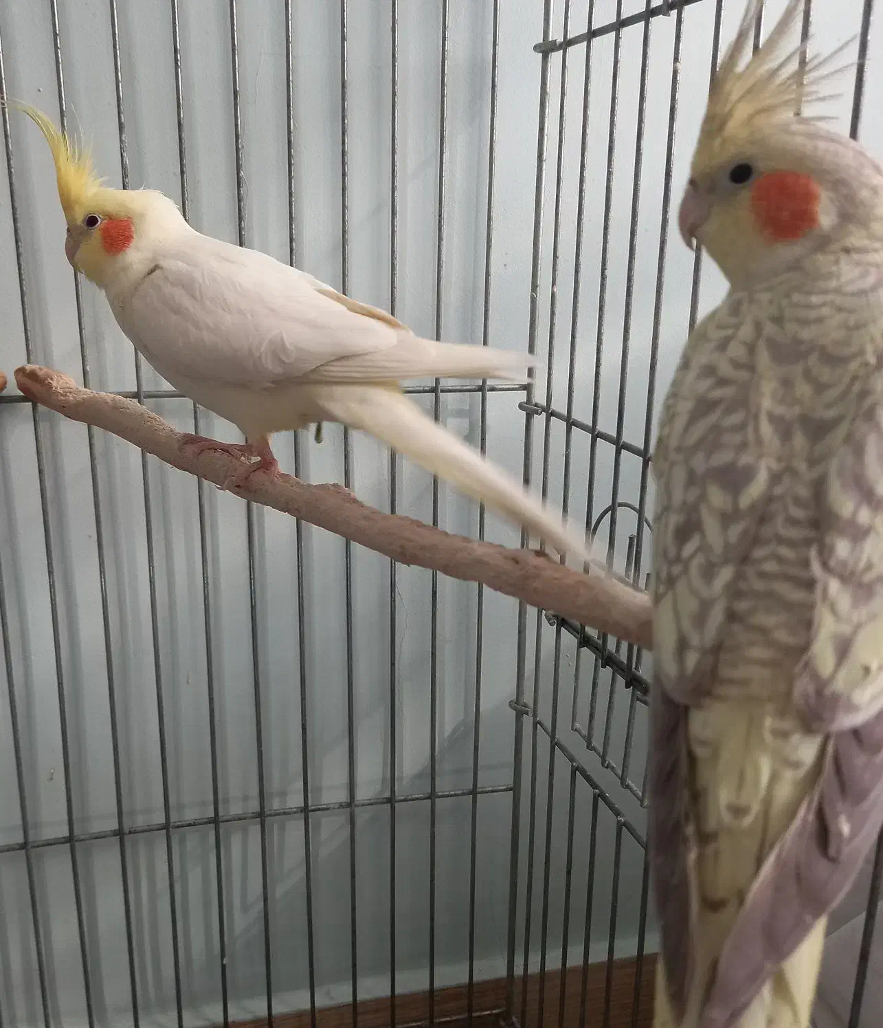 یک جفت طوطی عروس هلندی|پرنده|محمدیه-قزوین, |دیوار