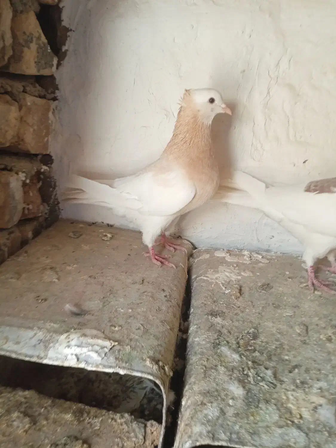 کبوتر ارسنجان|پرنده|ارسنجان, |دیوار