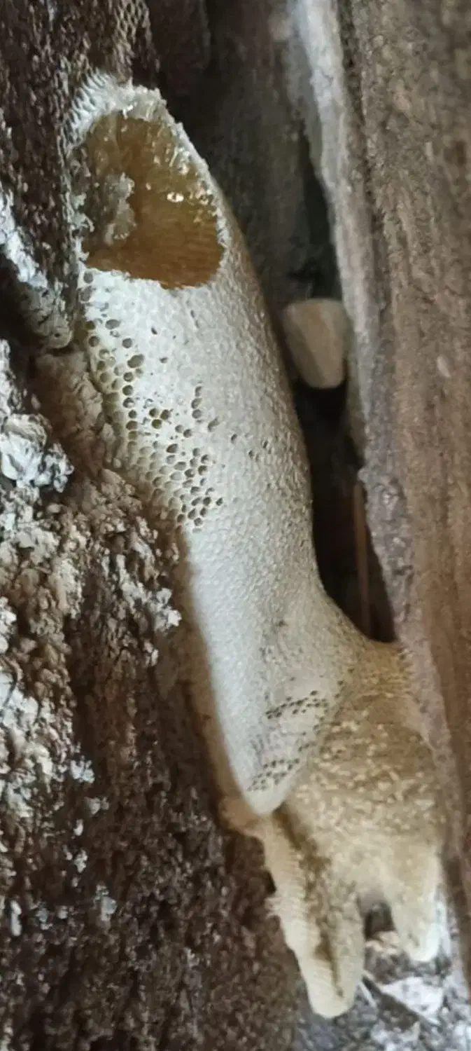 عسل کوهی وحشی|خوردنی و آشامیدنی|تهران, بوستان ولایت|دیوار