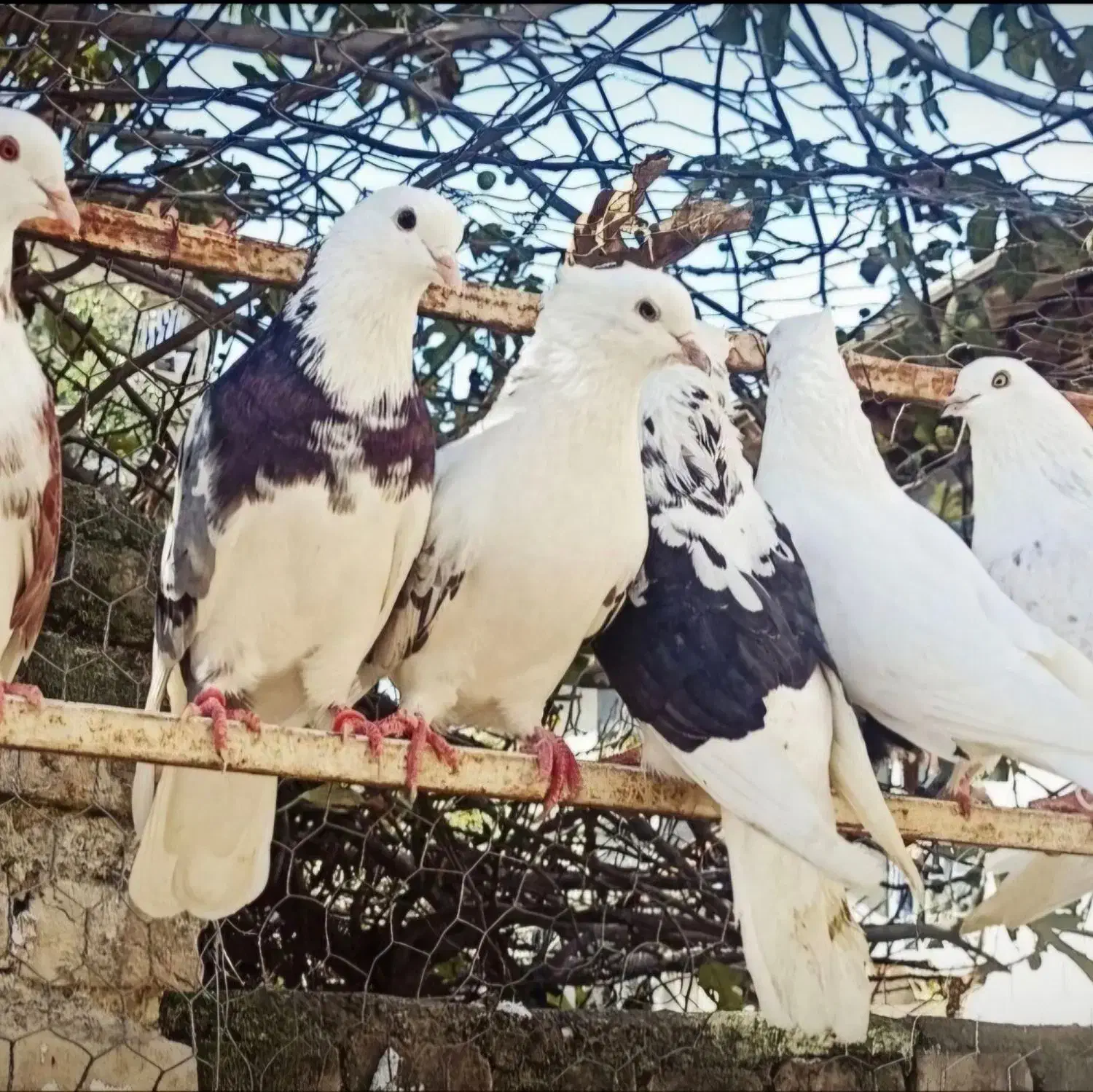 کبوتر پرشی|پرنده|نوکنده, |دیوار