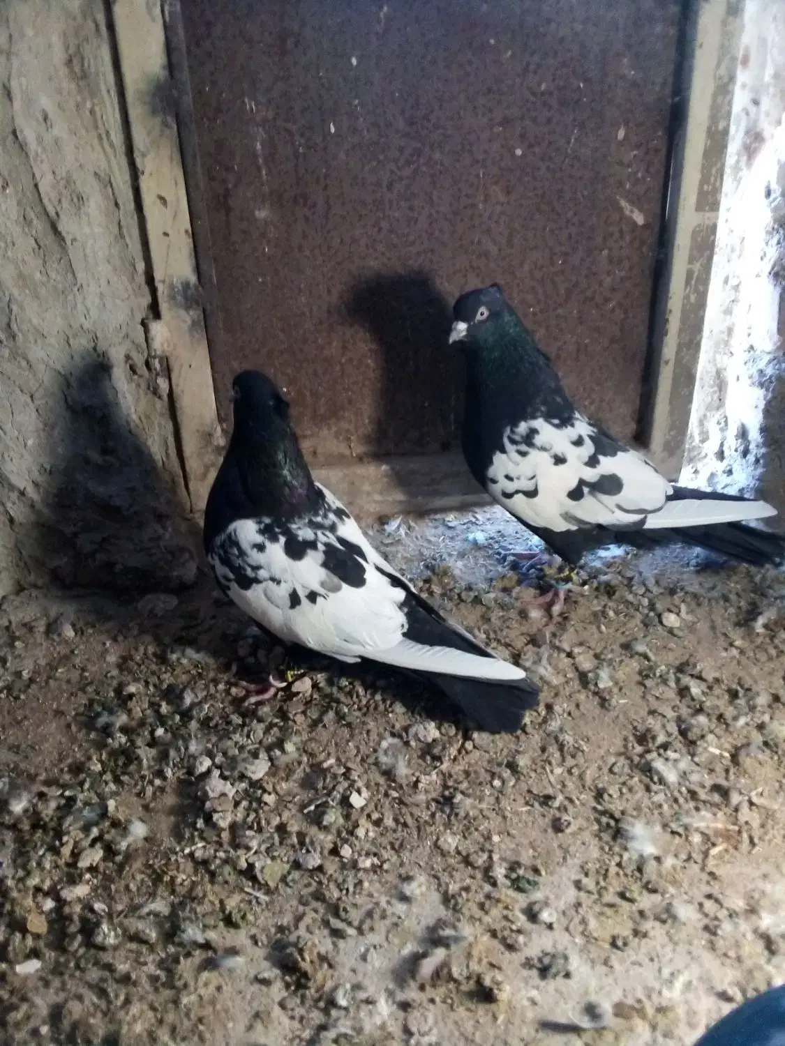 کفتر سینه|پرنده|سرایان, |دیوار