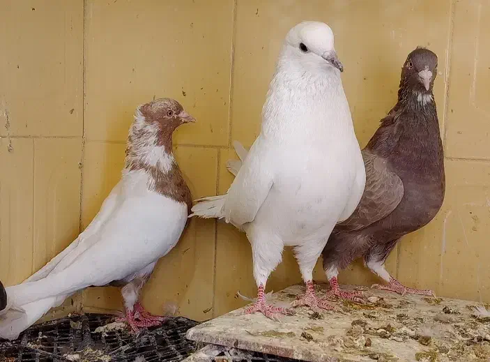 کبوتر|پرنده|ایوان, |دیوار