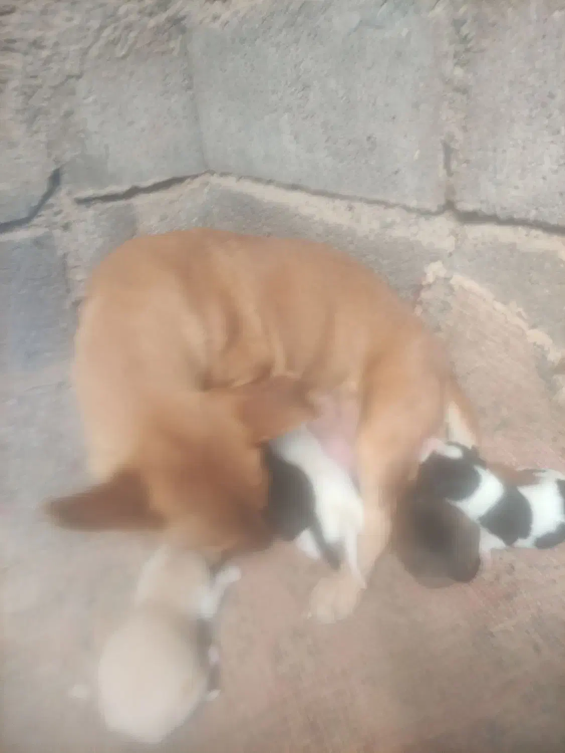 سگ پا کوتاه نژاد دار بچه هاشم فروشی هستن|سگ|سبزوار, شرق کال میانی|دیوار