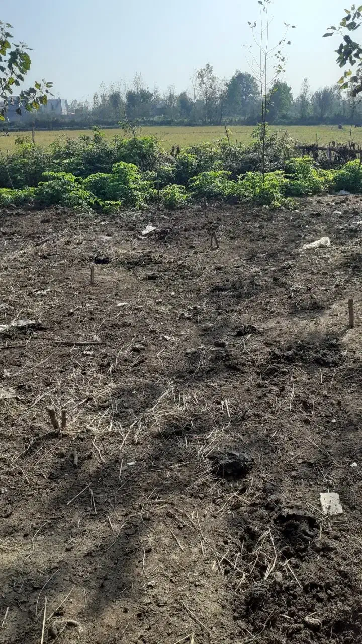 فروش زمین مسکونی ۲۸۰ متر|فروش زمین و ملک کلنگی|رشت, حومه رشت|دیوار