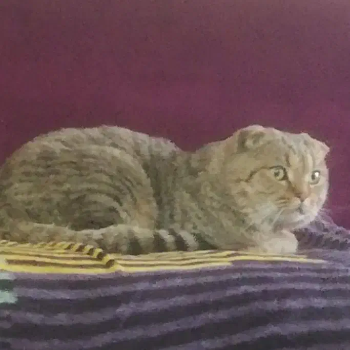 نر اسکاتیش|گربه|پردیس, فاز ۹|دیوار