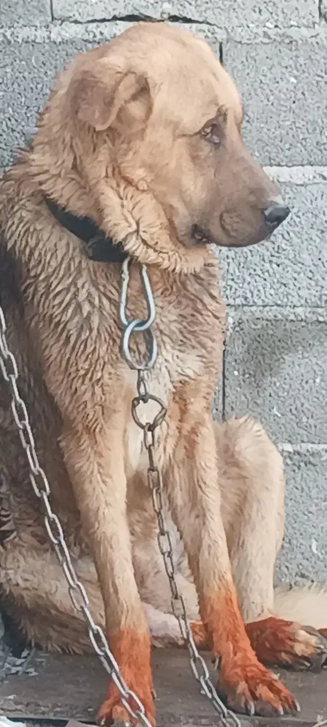 سگ پژدر|سگ|رباطکریم, شهرک صنعتی زوارهای|دیوار