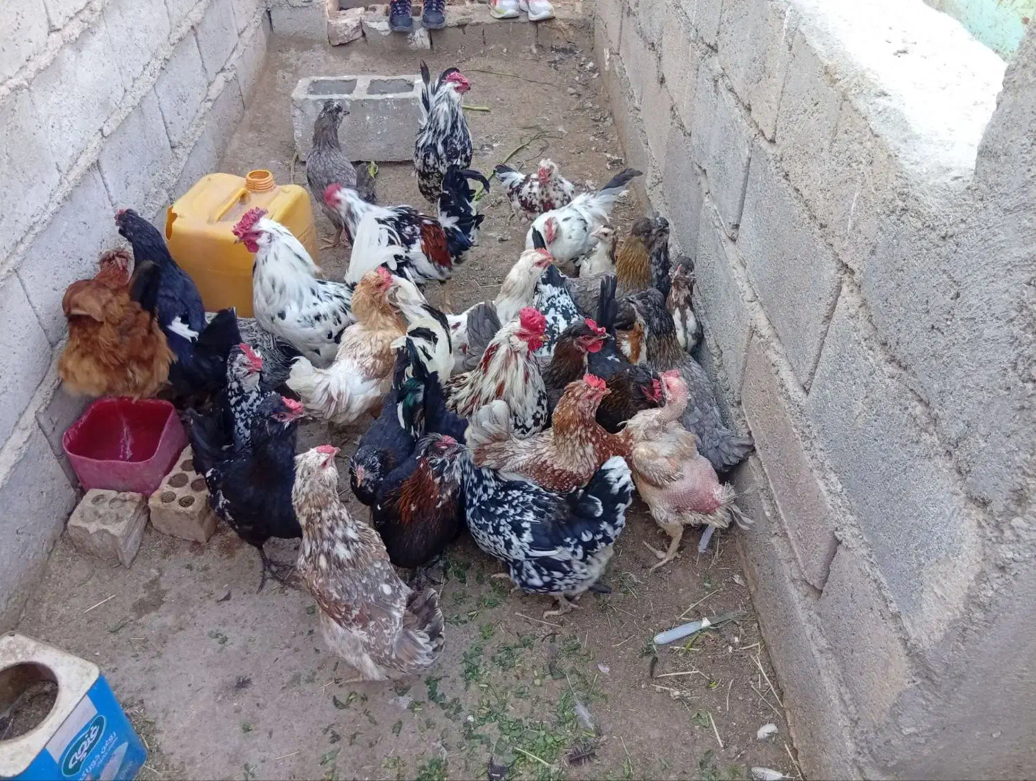 تخم‌مرغ نطفه دار گلین|حیوانات مزرعه|زرند, |دیوار