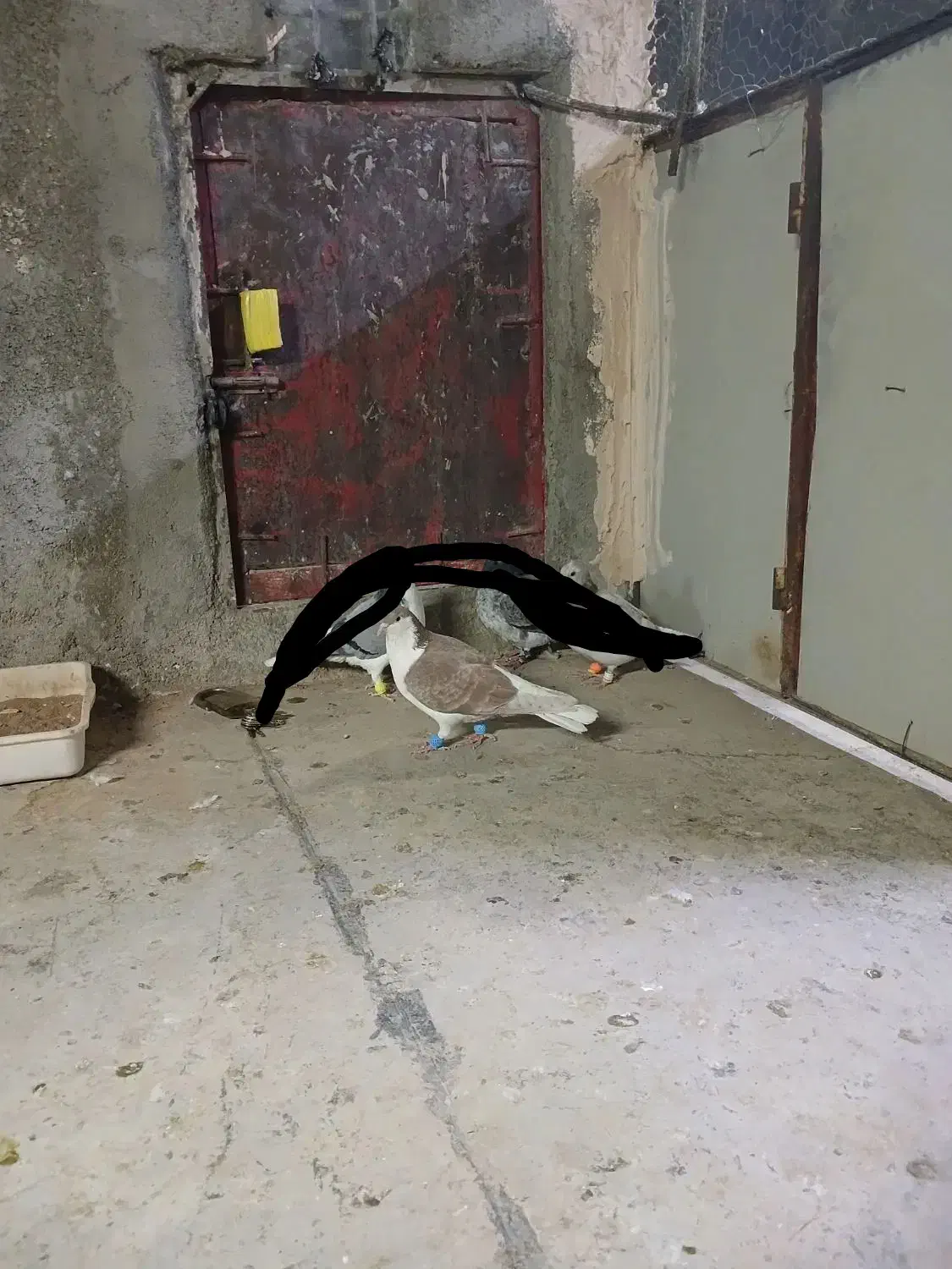 کبوتر پرشی|پرنده|نیشابور, شهید بهشتی|دیوار