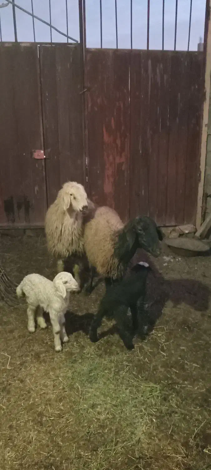 دو راس میش وبره جوان داشتی سه راس بزغاله|حیوانات مزرعه|لنجان, |دیوار