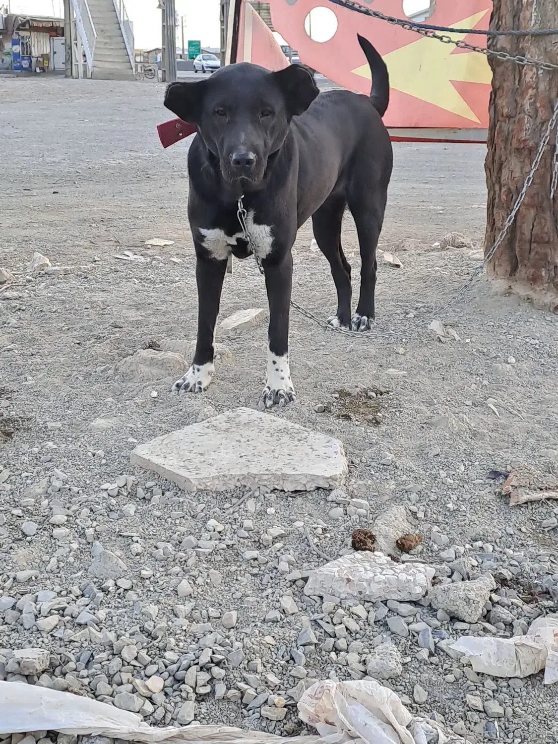 واگذاری توله سرابی نسل دار|سگ|بهارستان, |دیوار