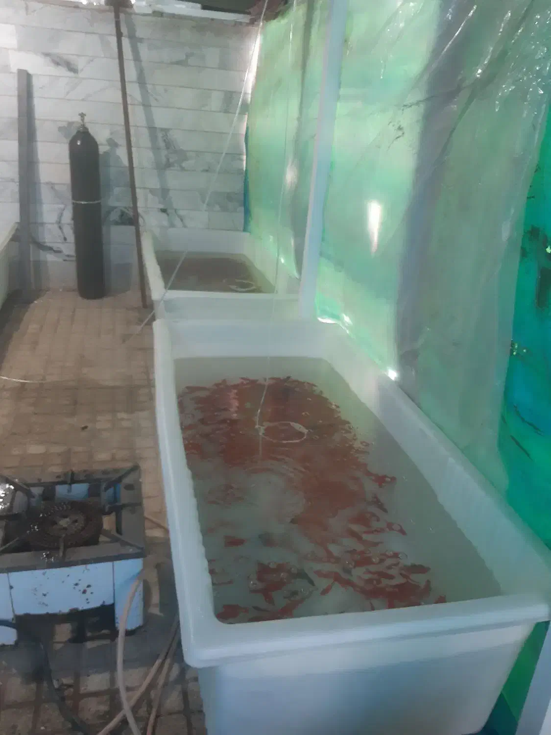 ماهی گلی قرمز|ماهی|تکاب, |دیوار