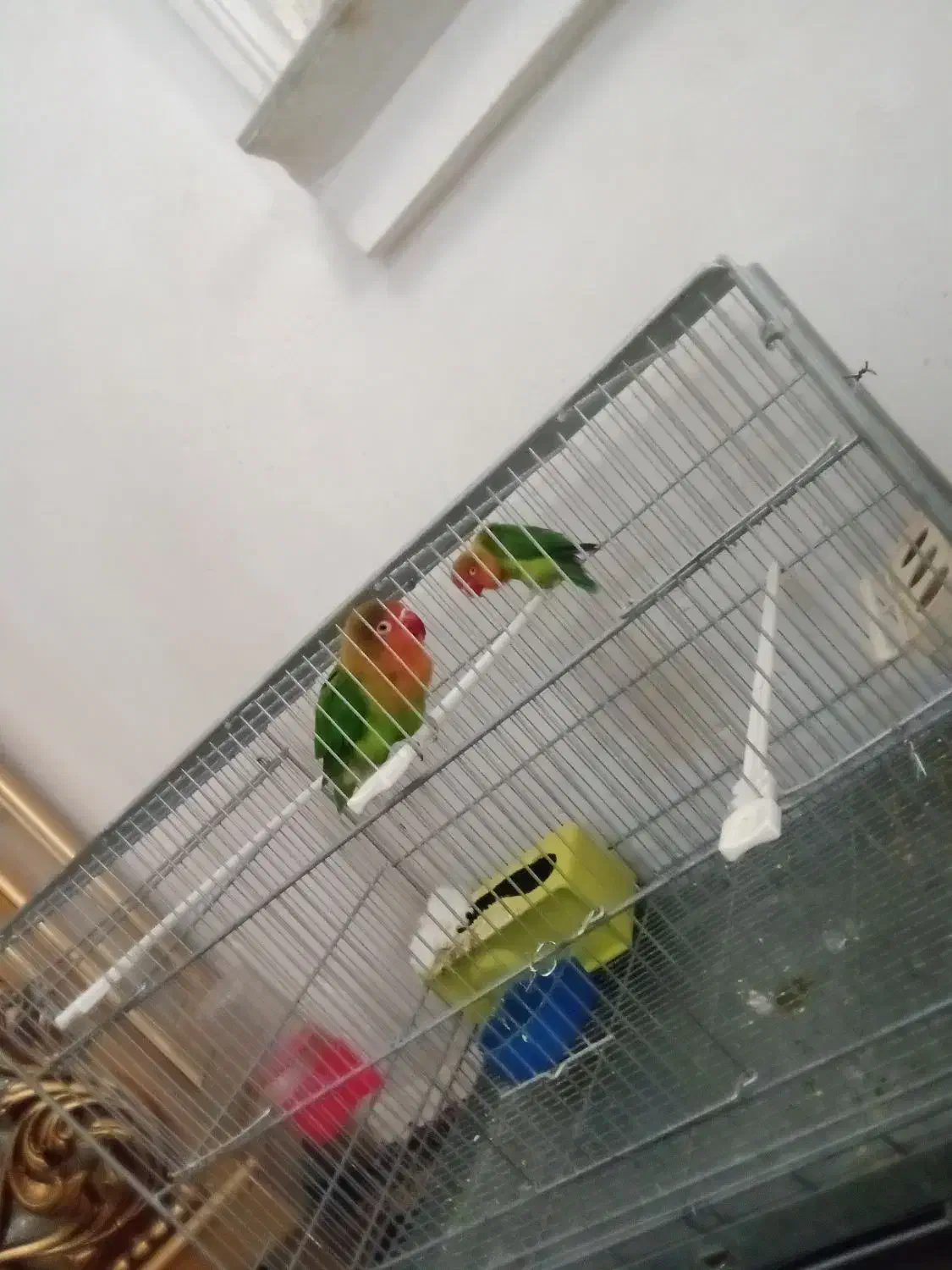 جفت کوتوله|پرنده|تبریز, |دیوار