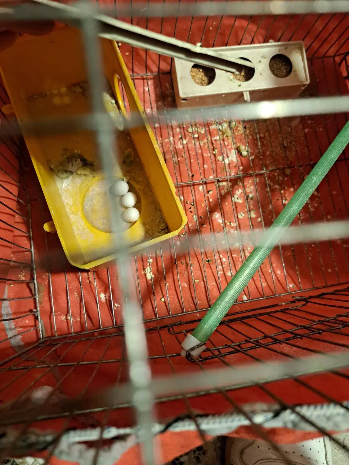 طوطی|پرنده|بدره, |دیوار