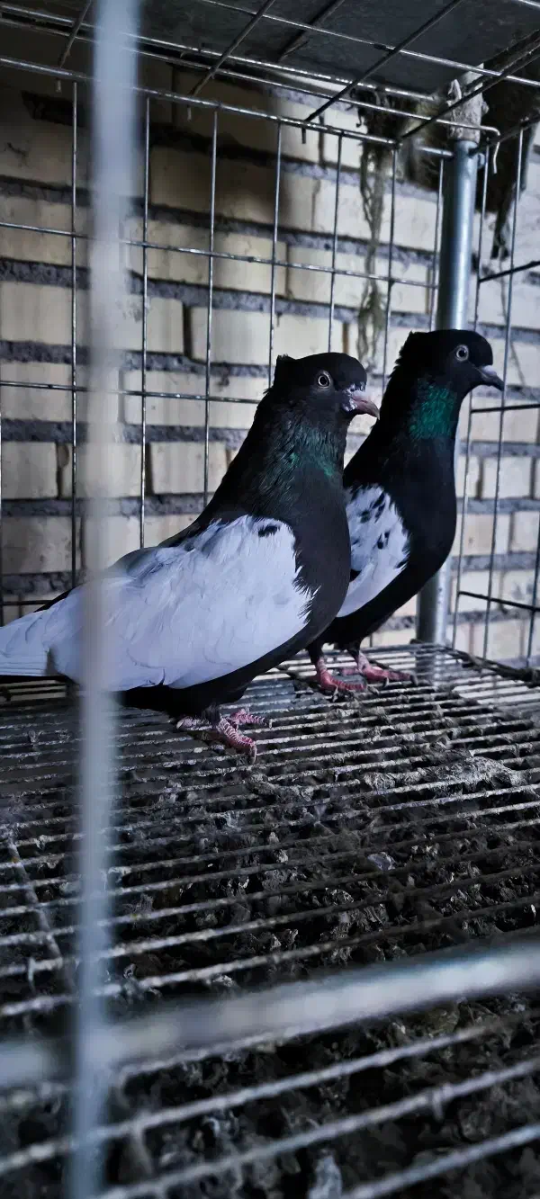 سینه سیاه|پرنده|سوسنگرد, |دیوار