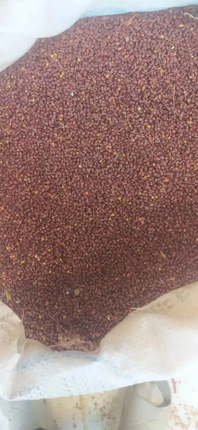 بذرجارو تخم جارو|عمده‌فروشی|جوانرود, |دیوار