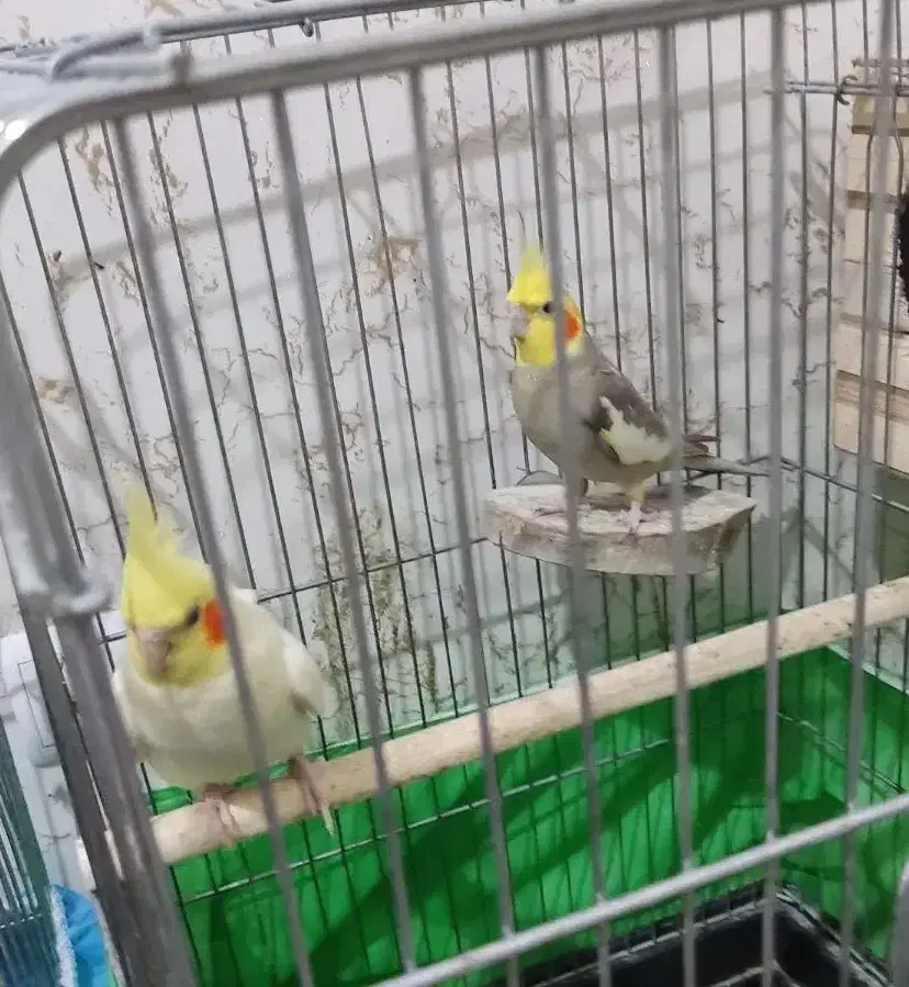 عروس هلندی مولد|پرنده|تهران, وحیدیه|دیوار