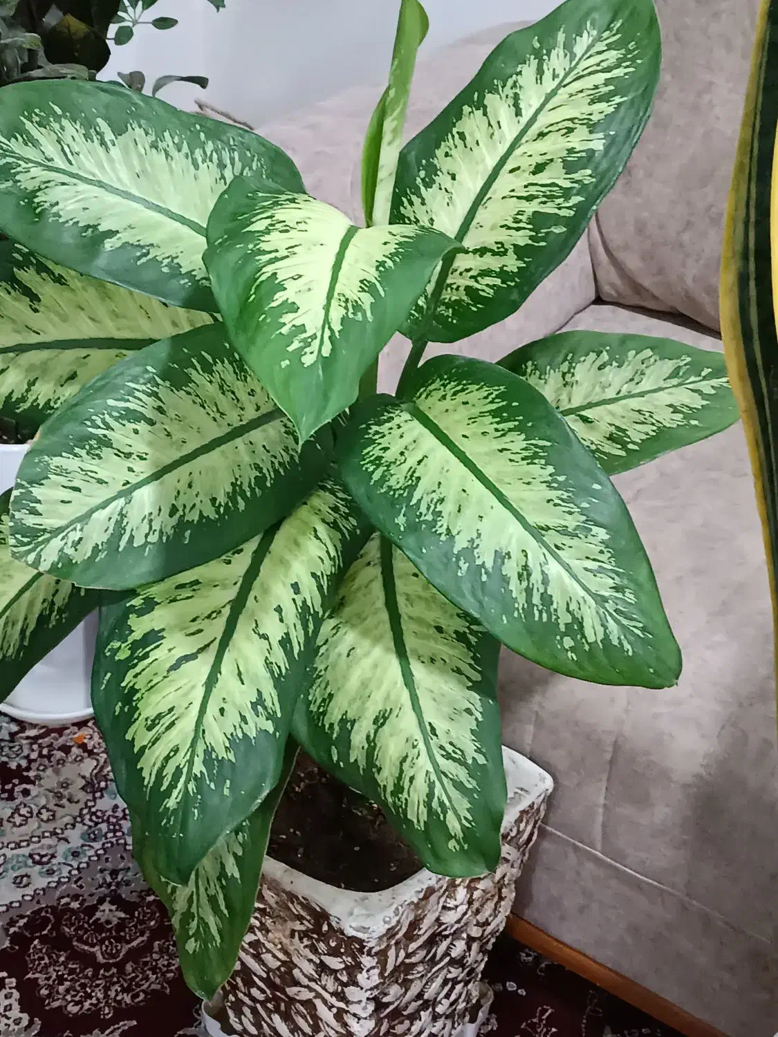 گل‌های بزرگ  باگلدان|گل و گیاه طبیعی|کرمانشاه, |دیوار