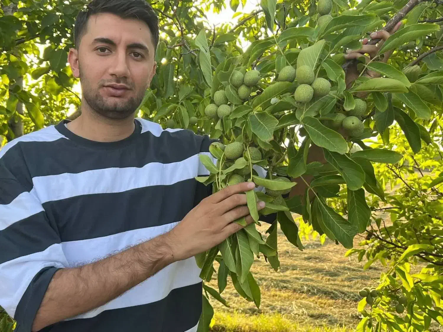 تولید نهال گردو جمال اصلاح شده|خدمات باغبانی و درختکاری|قشلاق دشت, |دیوار