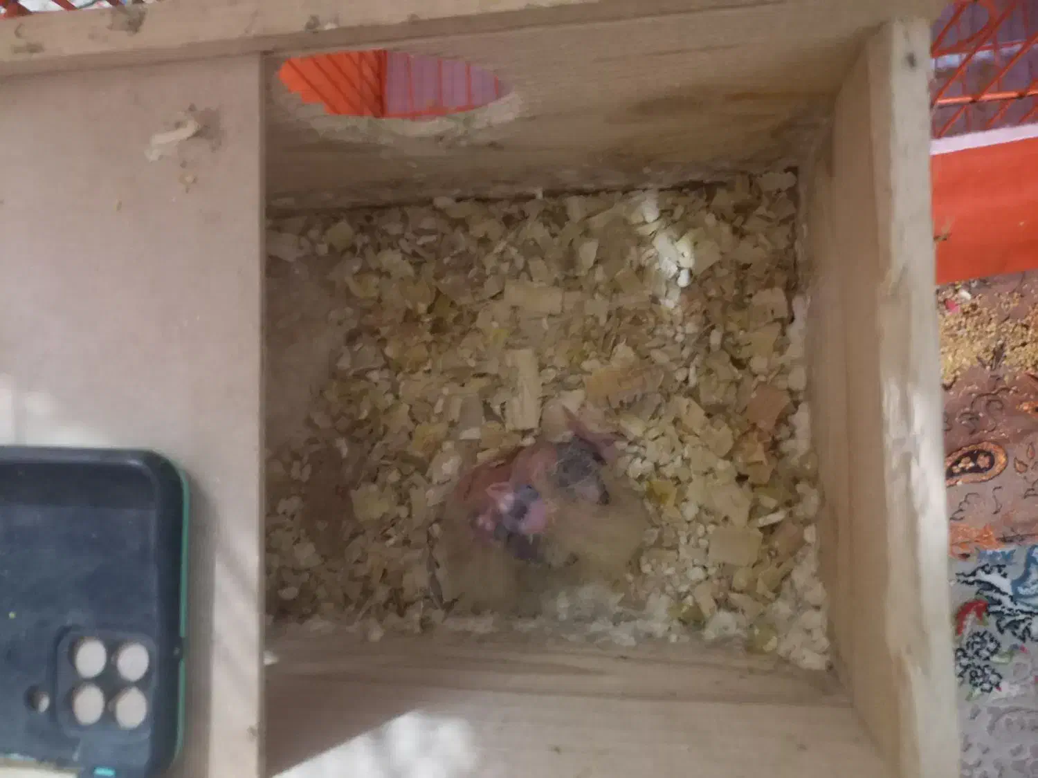 طوطی عروس هلندی جفت جوجه زا|پرنده|رشت, دیانتی|دیوار