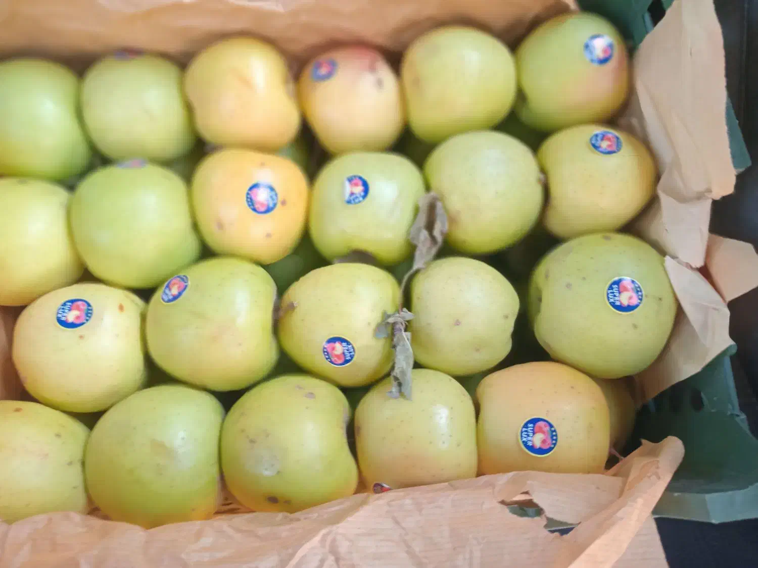 فروش سیب|عمدهفروشی|اهر, |دیوار