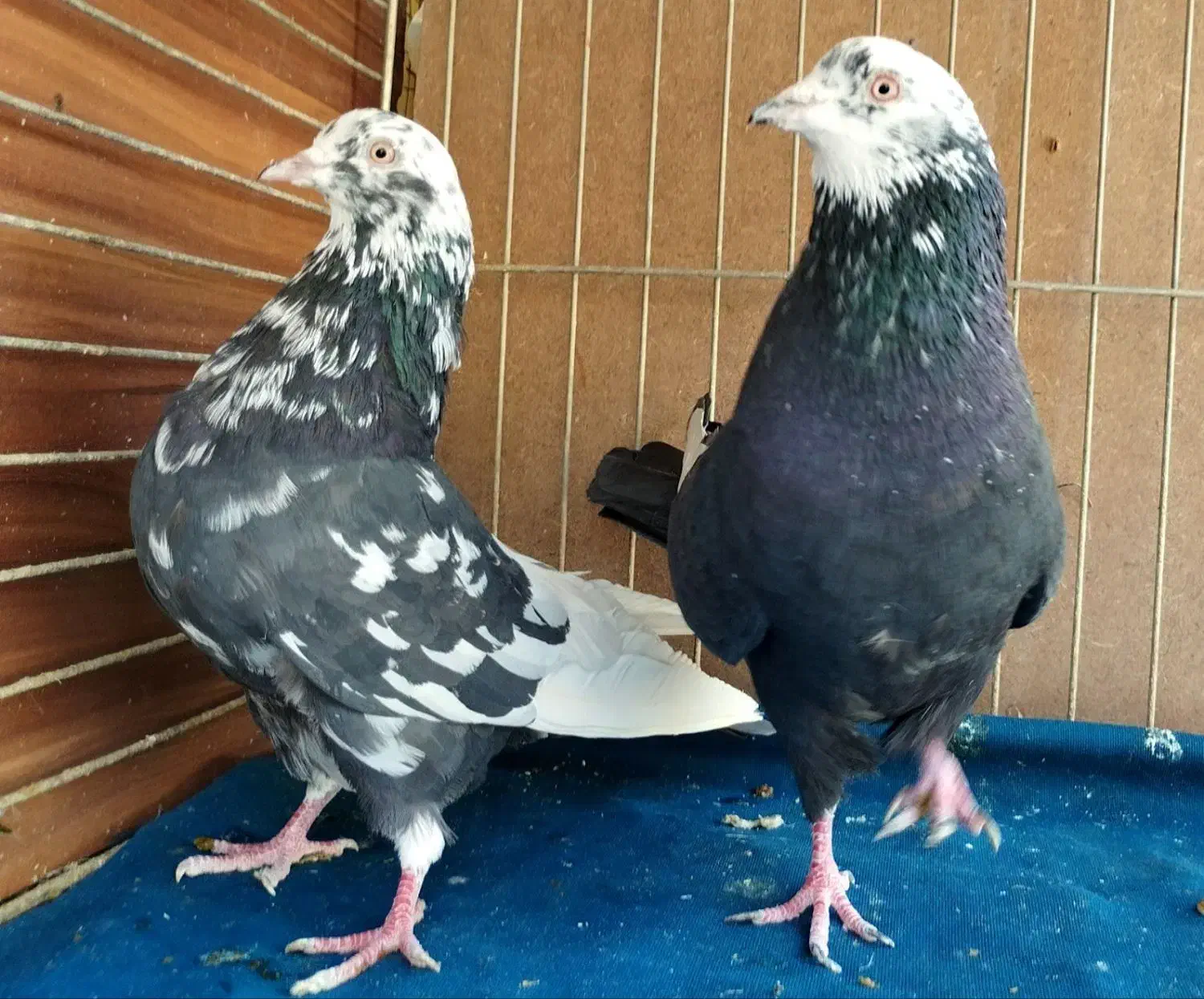 جفت رستاخیز|پرنده|تهران, نیروی هوایی (پیروزی)|دیوار