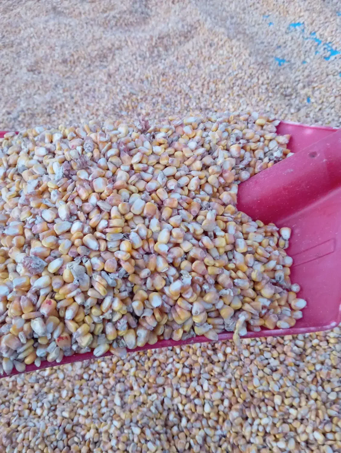 ذرت دانهای|عمدهفروشی|صحنه, |دیوار