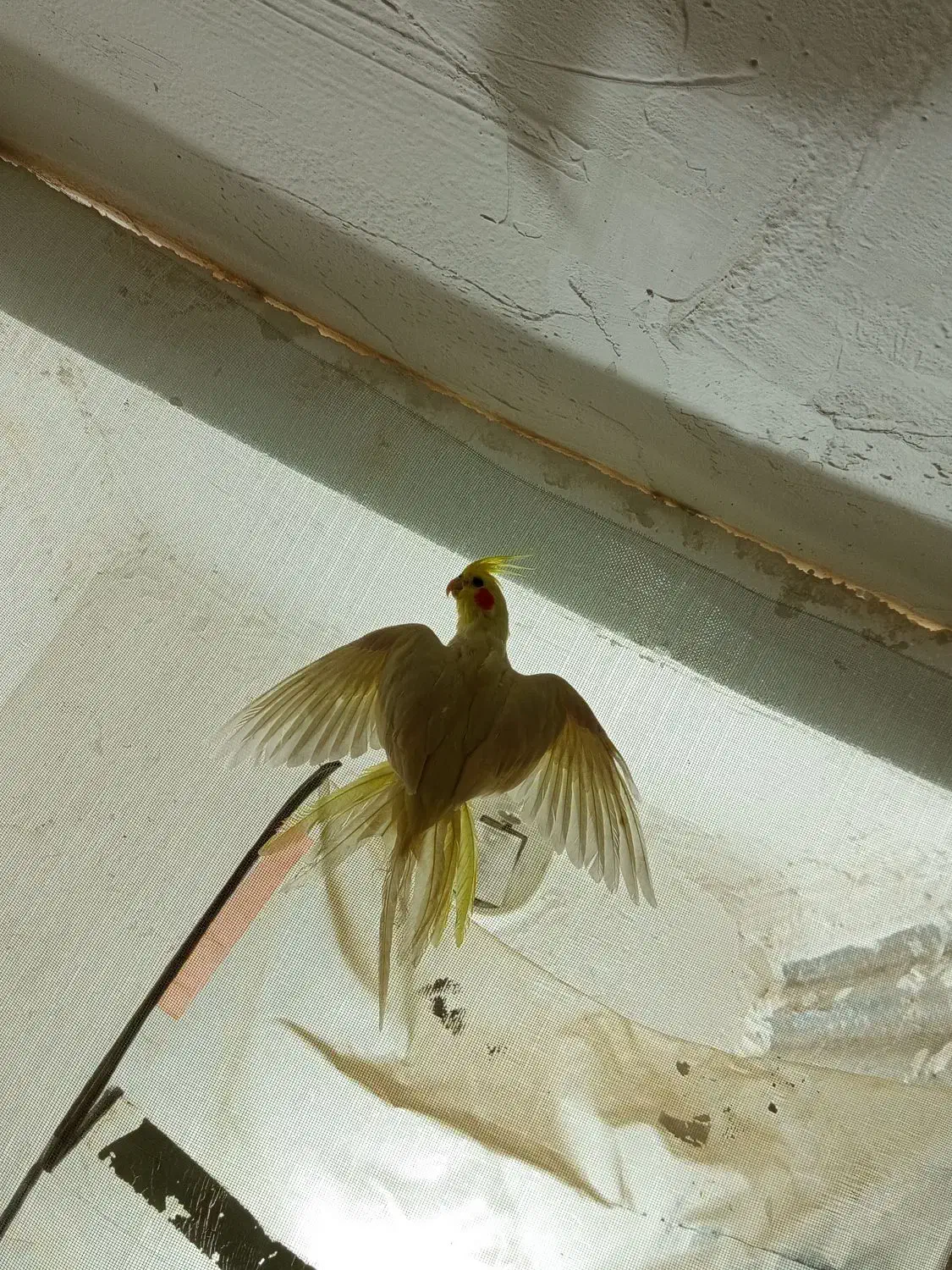 عروس لوتینو دستی ماده معاوضه با مرغ عشق،فنچ،کوتوله|پرنده|مشهد, شهرک مهر آباد|دیوار