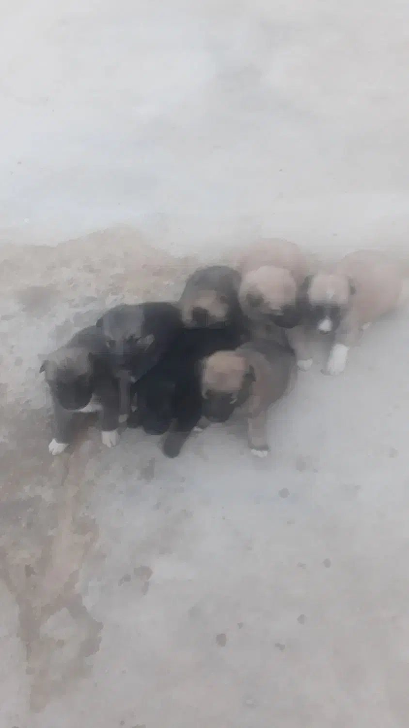 سگ ژرمن|سگ|بجنورد, |دیوار