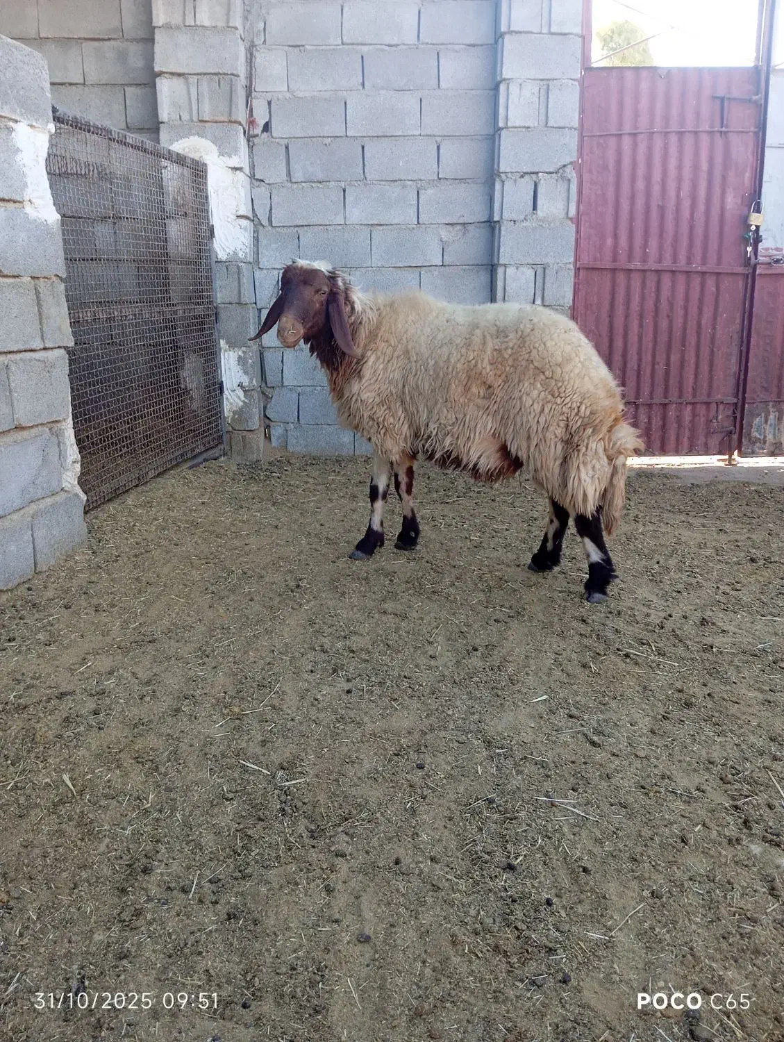 بره قوچ صدامی اصیل یک ساله|حیوانات مزرعه|گیلان غرب, |دیوار